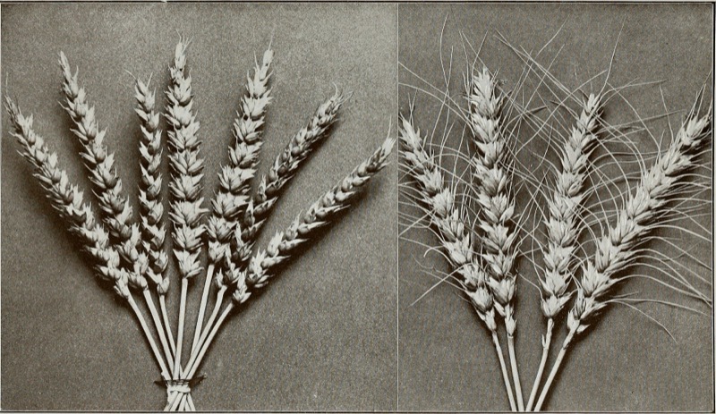 Two bundles of wheat ears, Marquis and Preston varieties, photographed side by side